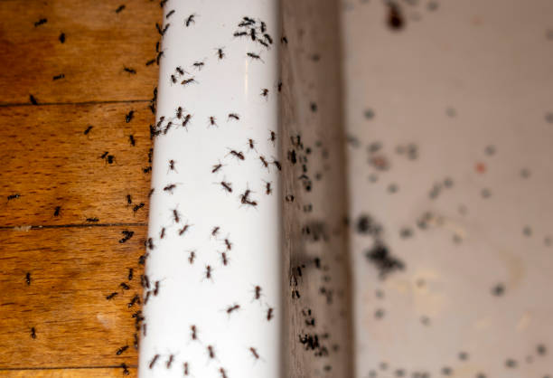 Best Wildlife Control Services  in Attica, MI