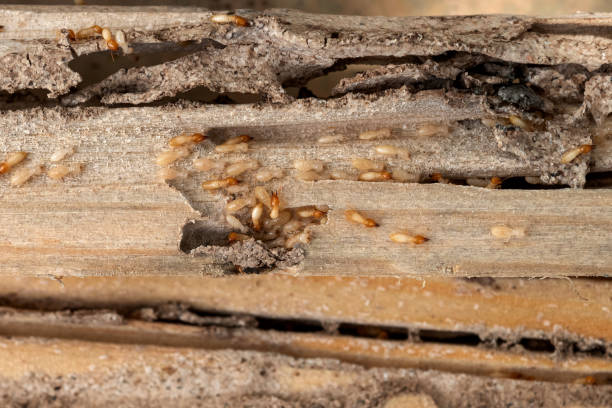 Best Spider Control Near Me  in Attica, MI