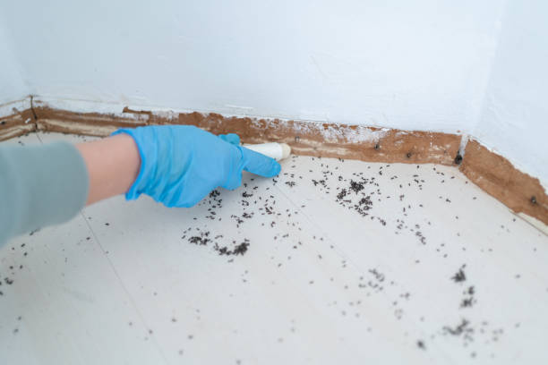 Wasp Removal Services in Attica, MI